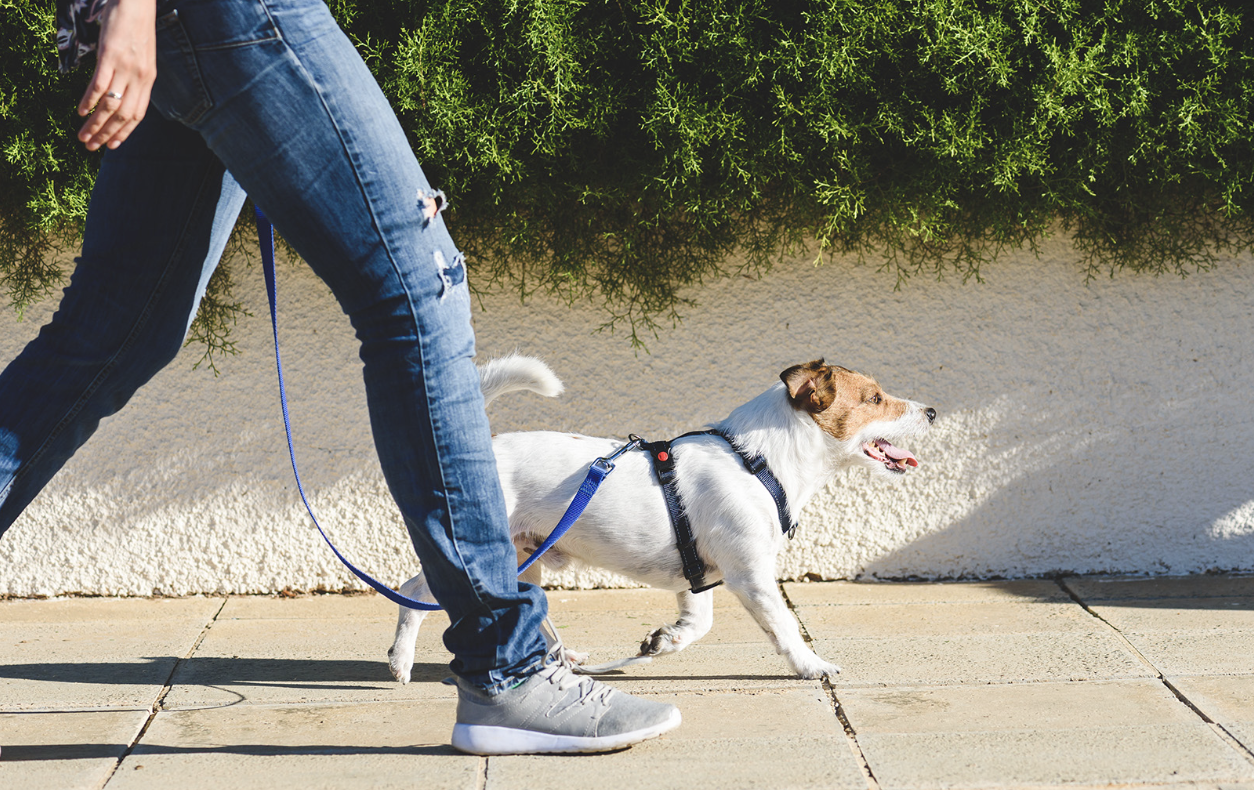A jack russell walking briskly on leash along a neighbourhood sidewalk